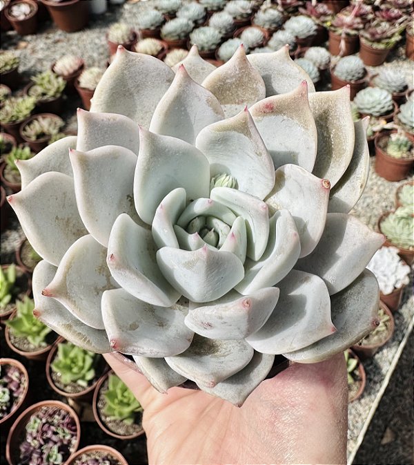 E. LIA POTE 9