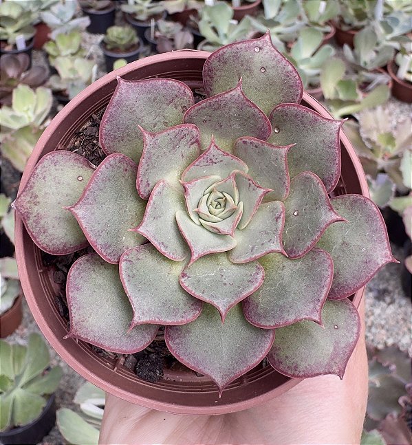 E. LONGISSIMA POTE 9