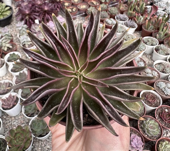 E. LUTEA MARROM POTE 9