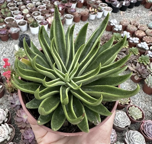 E. LUTEA VERDE POTE 9