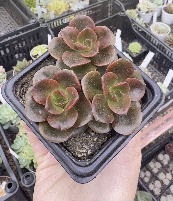 E. MELACO POTE 7