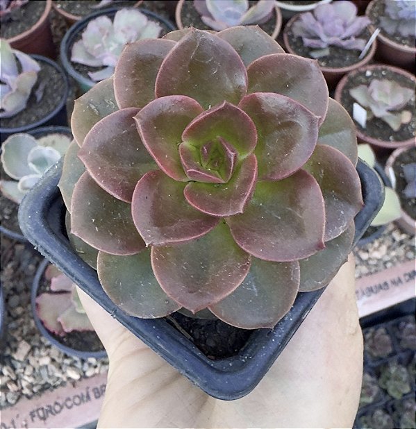 E. MELACO POTE 7
