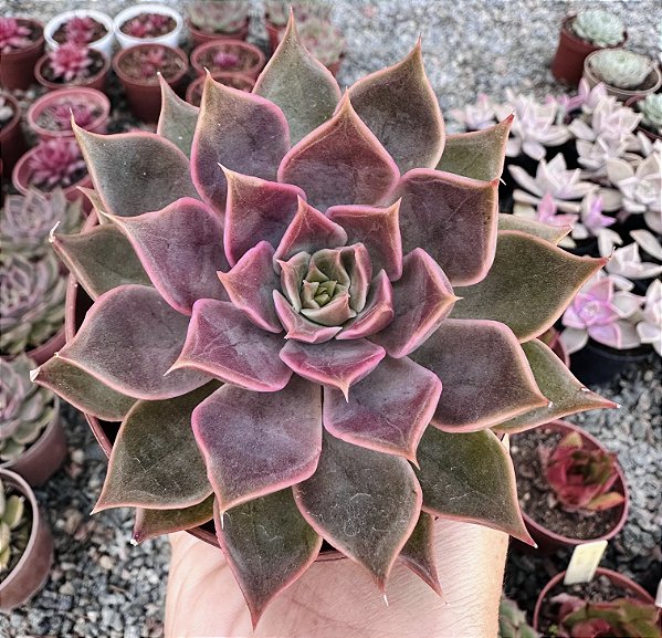 E. MENSA POTE 9
