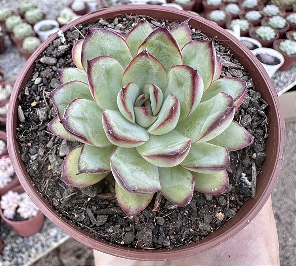 E. MEXICAN POLDENSIS POTE 9