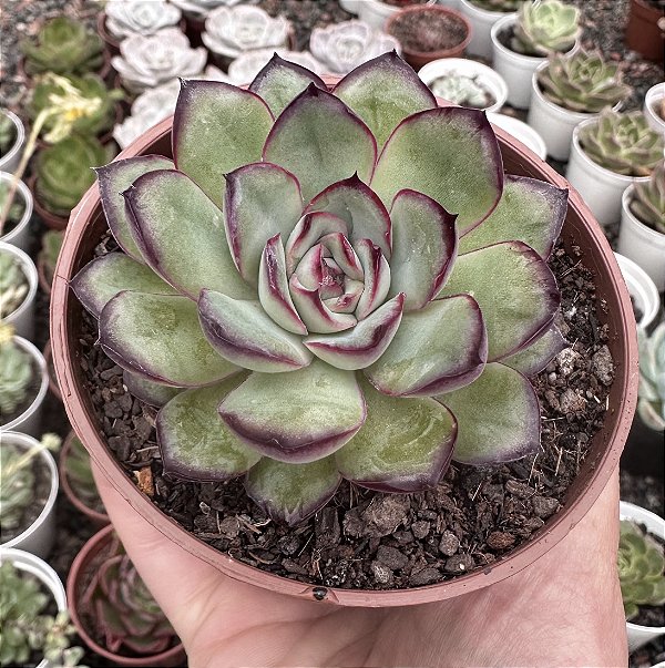 E. MEXICAN POLDENSIS POTE 9