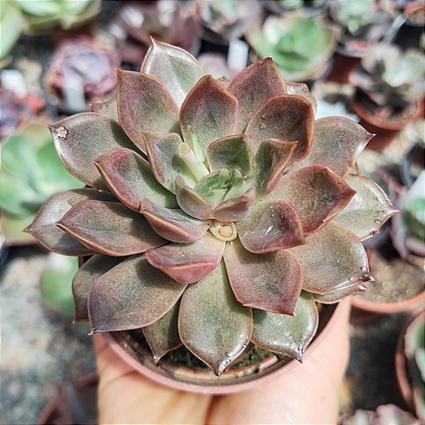 E. MINA POTE 9