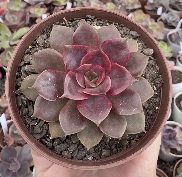 E. MINA RUBRA (KOREAN) POTE 9