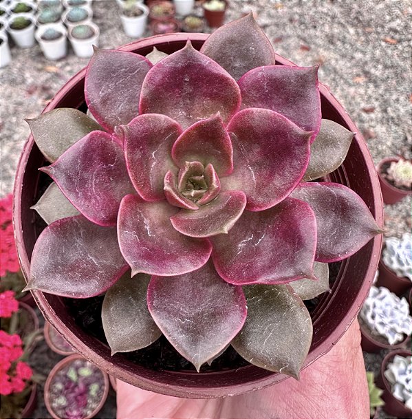E. MINA RUBRA (KOREAN) POTE 9