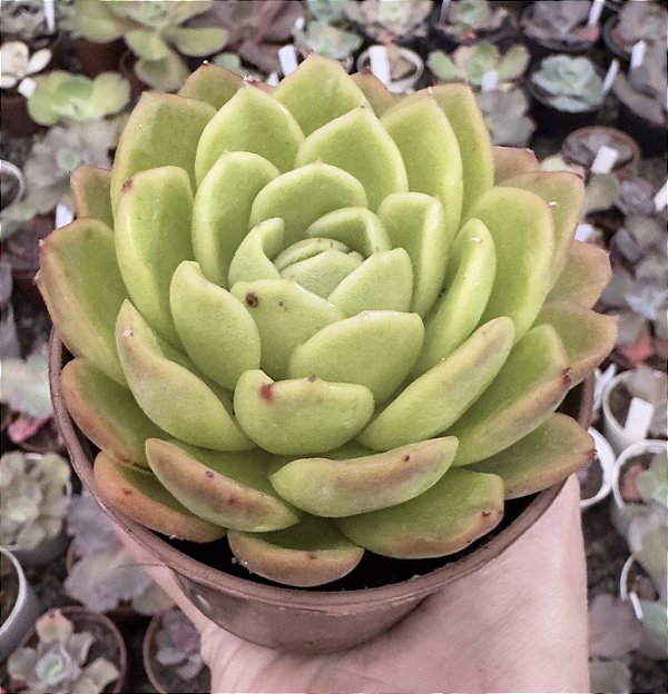 E. NANACAN POTE 9