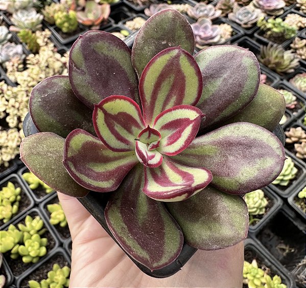 E. NODULOSA PAINTED BEAUTY POTE 7