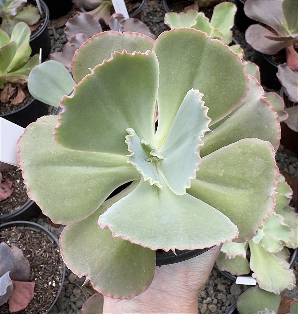 E. GIBB. PEARL POTE 11