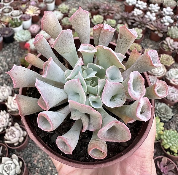 E. PINK TRUMPET POTE 9