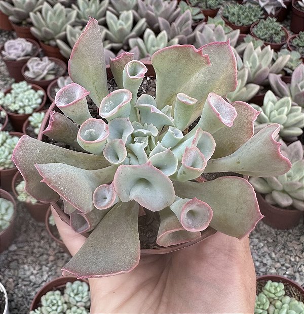 E. PINK TRUMPET POTE 9