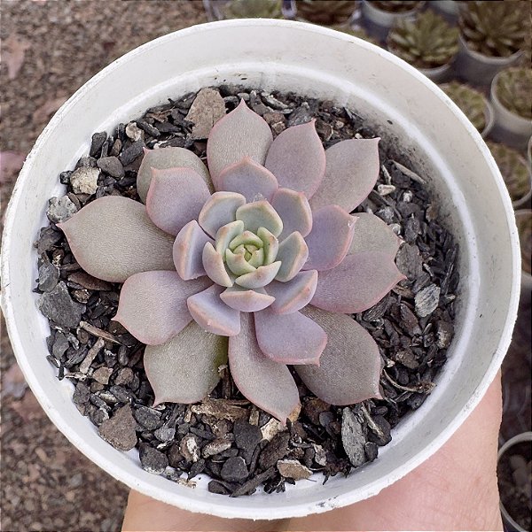E. PLUTO POTE 9