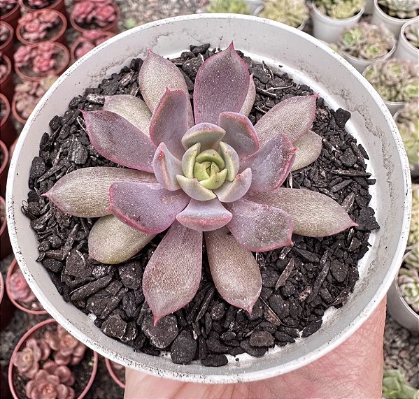 E. PLUTO POTE 9