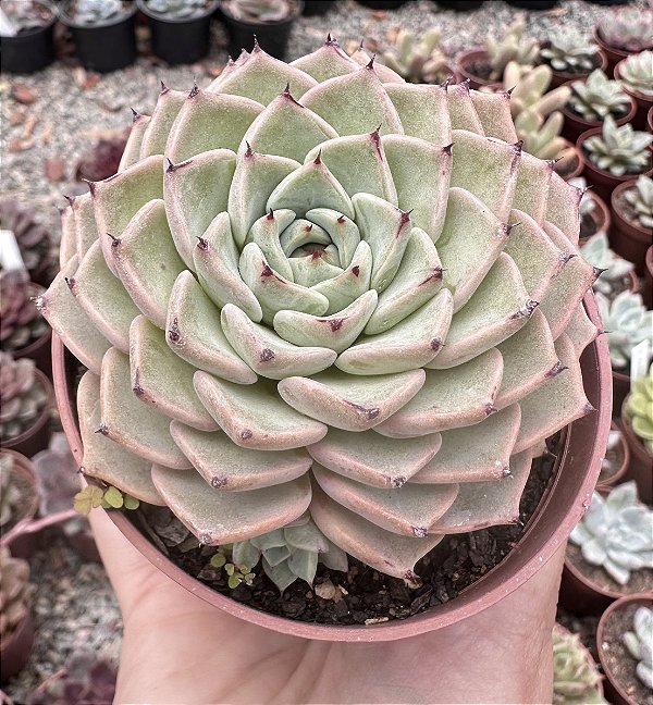 E. SARA HIME BOTAN POTE 9