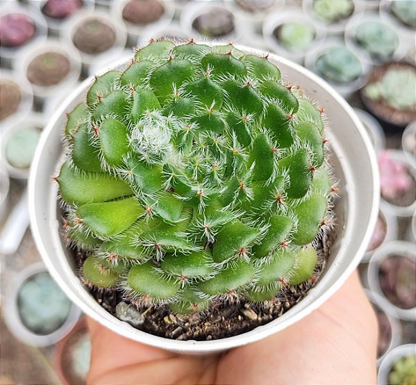 E. SETOSA CILIATA POTE 9