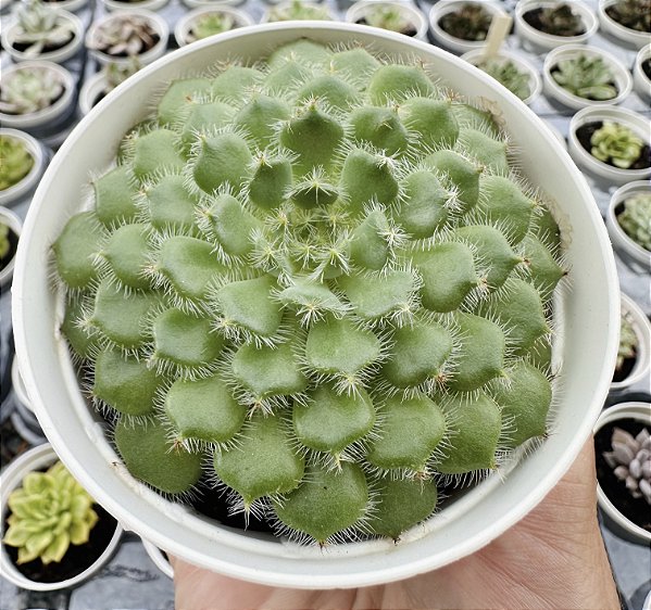 E. SETOSA CILIATA POTE 9