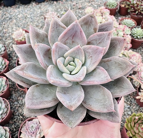 E. SILVER QUEEN POTE 9