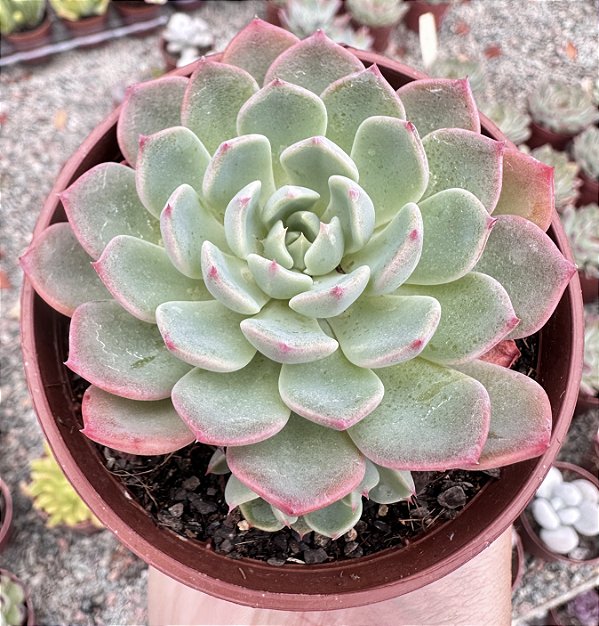 E. SITIFUKUMIAMA POTE 9