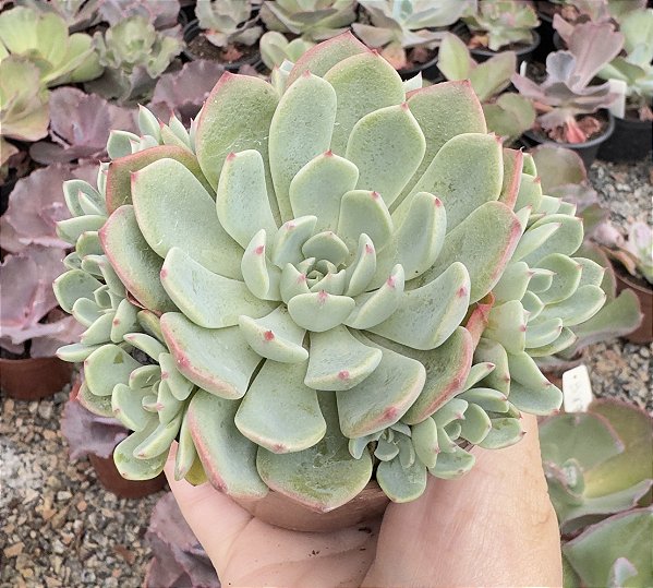 E. SITIFUKUMIAMA POTE 9