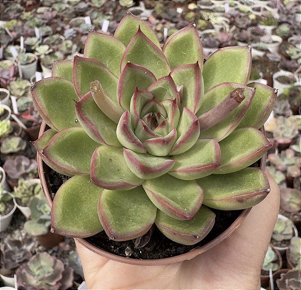E. SKAT POTE 9