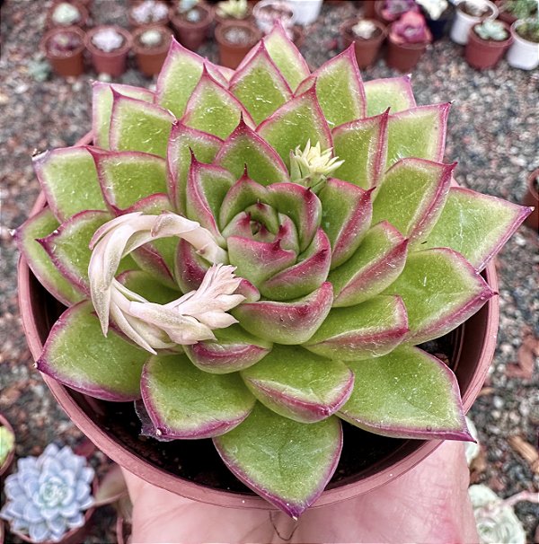 E. SKAT POTE 9