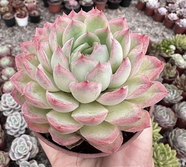 E. STRAWBERRY ICE POTE 9