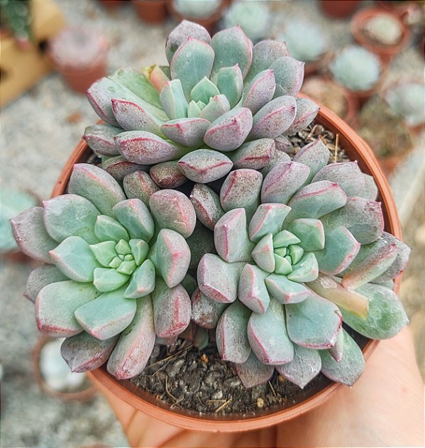 E. SUBCORYMBOSA (COLÔNIA) POTE 9