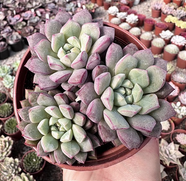 E. SUBCORYMBOSA (COLÔNIA) POTE 9
