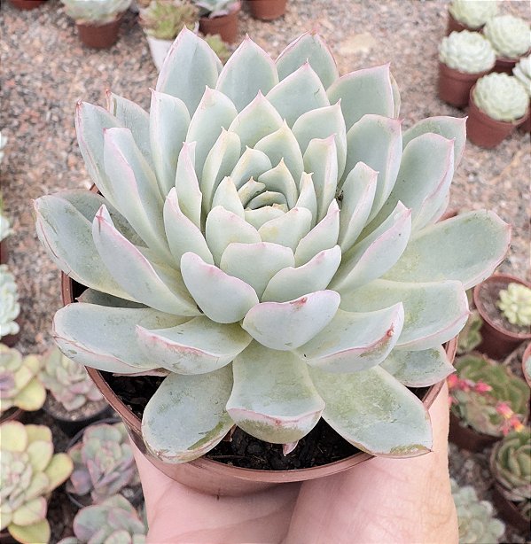 E. VIOLET QUEEN POTE 9