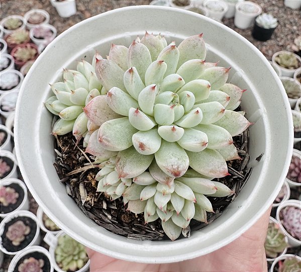 E. WHITE LINE COLÔNIA POTE 9