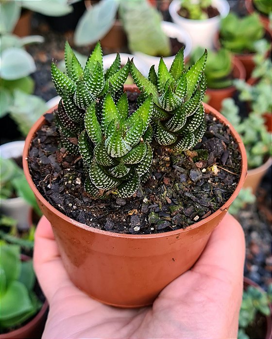 HAWORTHIA COARCTATA POTE 9