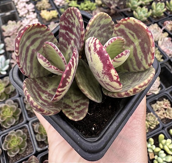 K. HUMILIS POTE 7