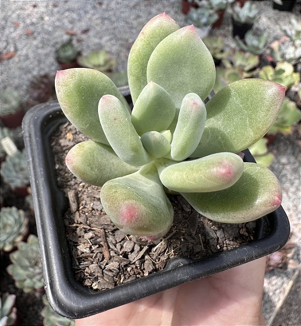 P. DR. CORNELIUS POTE 7