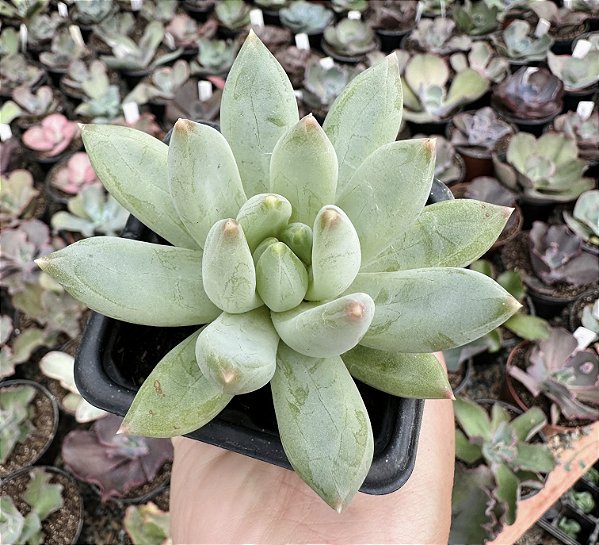 P. GLAUCA POTE 7