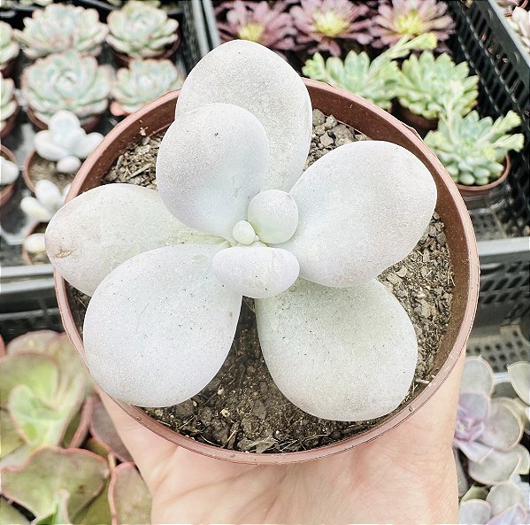 PACHY. OVIFERUM (PEDRA DA LUA) POTE 9