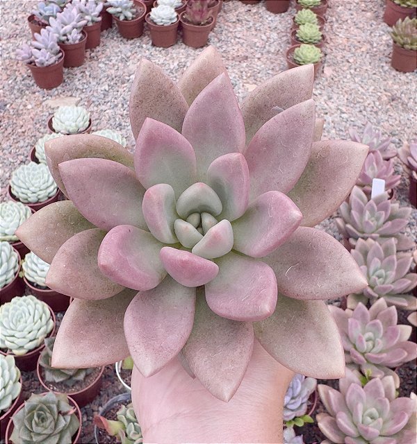 PACHY. ROSY CROWN POTE 9