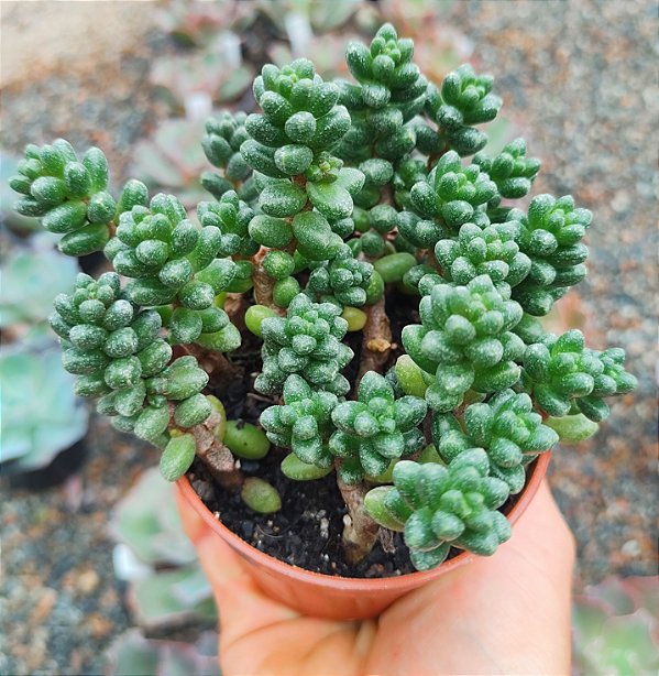 SEDUM FURFURACEUM POTE 9