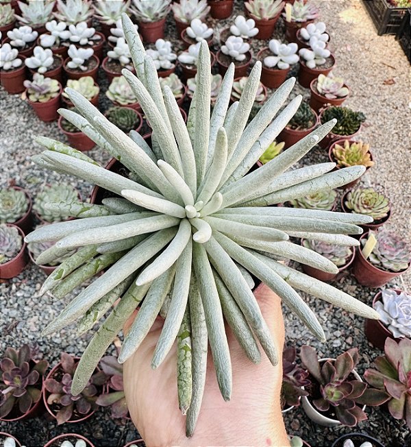SENECIO SCAPOSUS POTE 9