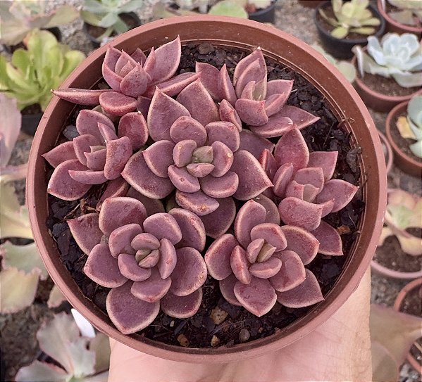 SINOCRASSULA INDICA POTE 9
