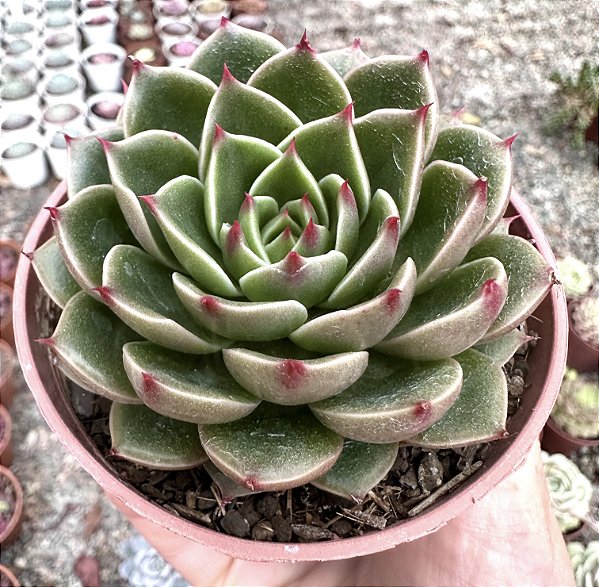 E. SAN LUIS POTE 9