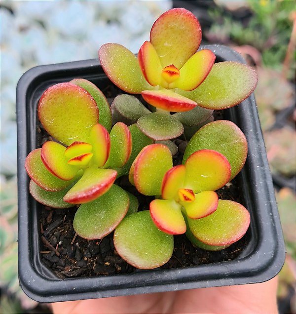 C. MINI JADE POTE 7