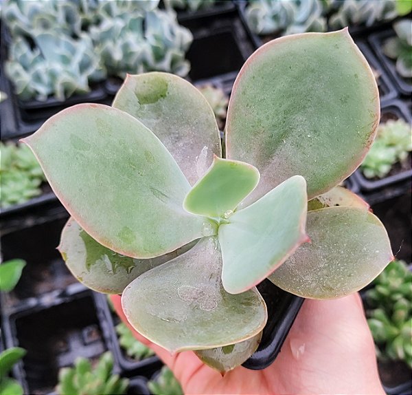 E. ROSA CHÁ POTE 7