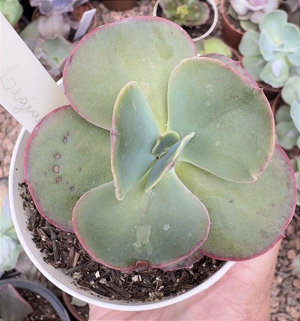 E. GIBB. LEGIANA POTE 9