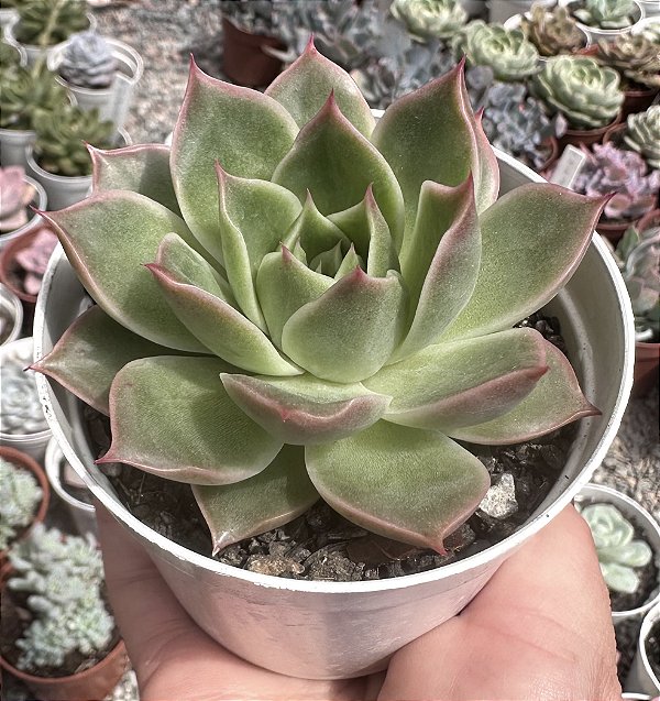 E. LADY´S CHOICE POTE 9