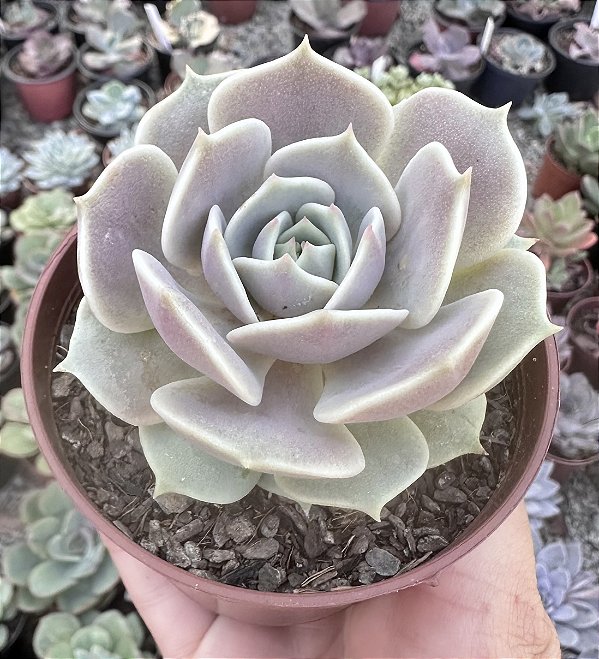 E. LOLA POTE 9