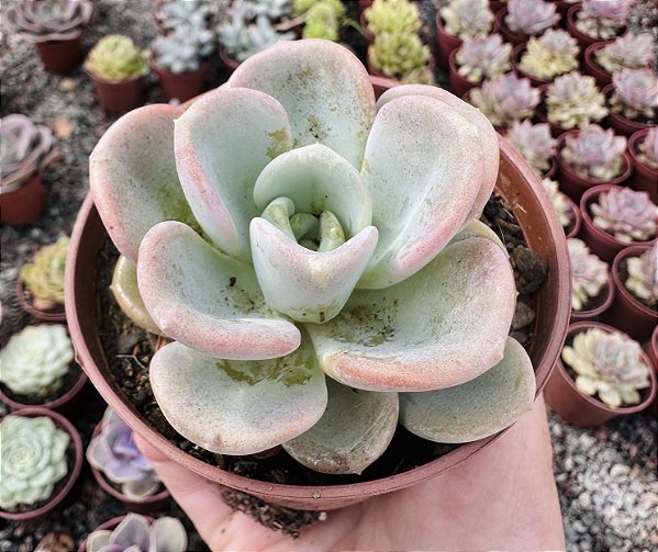 P. ORPET POTE 9