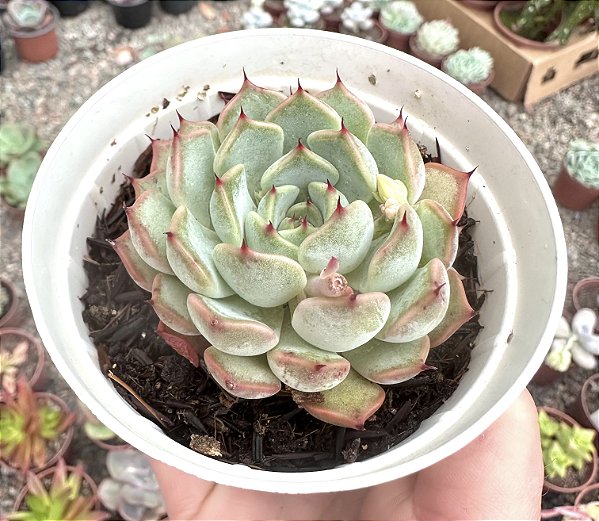 E. NORMA POTE 9