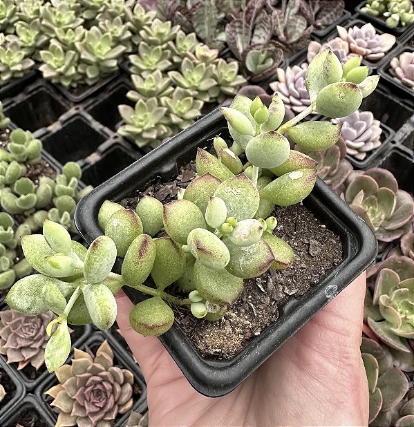 COTYLEDON PENDENS POTE 7